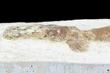 Lower Turonian Fossil Fish - Goulmima, Morocco #76396-4